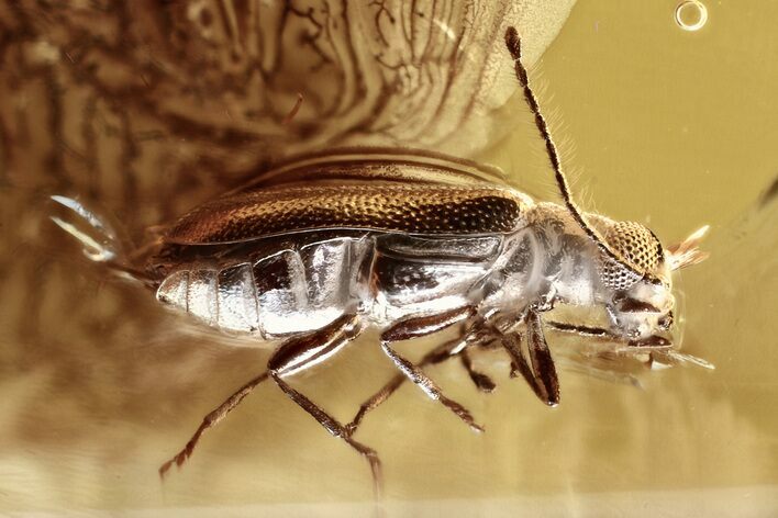 Fossil Ant-Like Leaf Beetle (P saeticornis) in Baltic Amber #372537